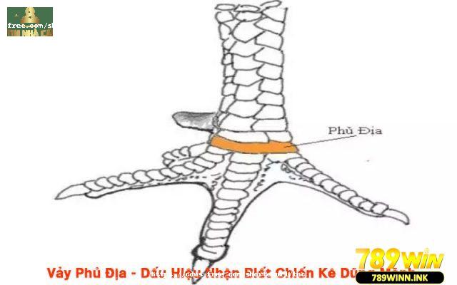 Vảy phủ địa nằm ở phía trước ngay chính gốc quản chậu chân gà